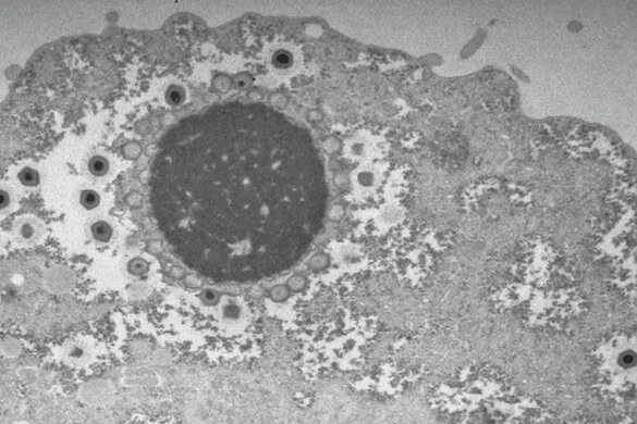 Virus giganti, la scoperta che riscrive la loro storia evolutiva