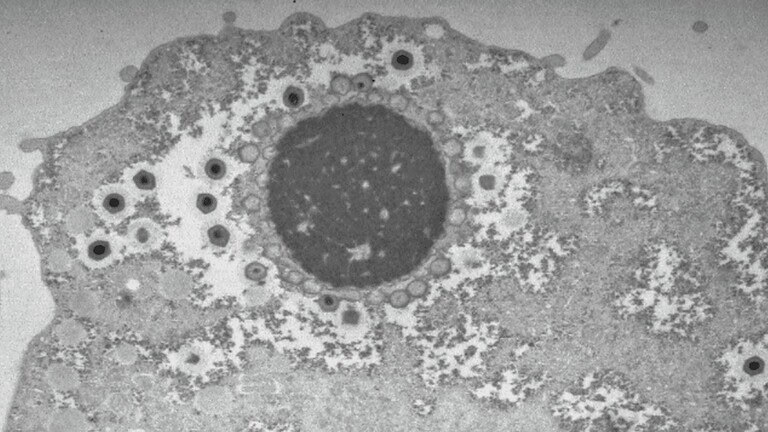 Virus giganti