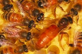 D’ora in poi le api e i gamberetti vengono vaccinati