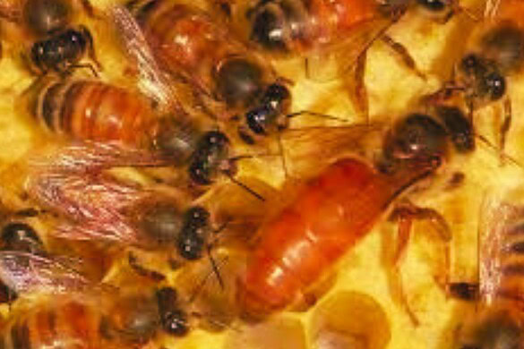 D’ora in poi le api e i gamberetti vengono vaccinati