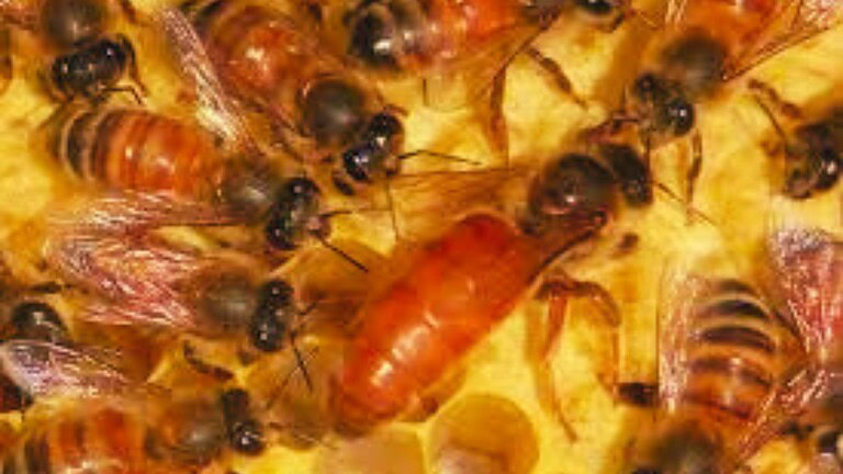 vaccini per invertebrati
