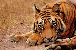 Tigri, per la prima volta filmata una che fa da babysitter ai cuccioli altrui