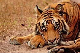 Tigri, per la prima volta filmata una che fa da babysitter ai cuccioli altrui