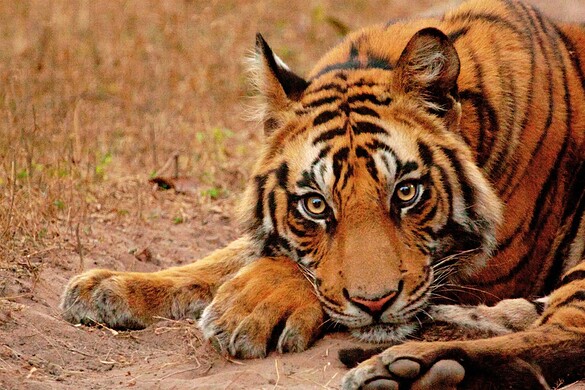 Tigri, per la prima volta filmata una che fa da babysitter ai cuccioli altrui
