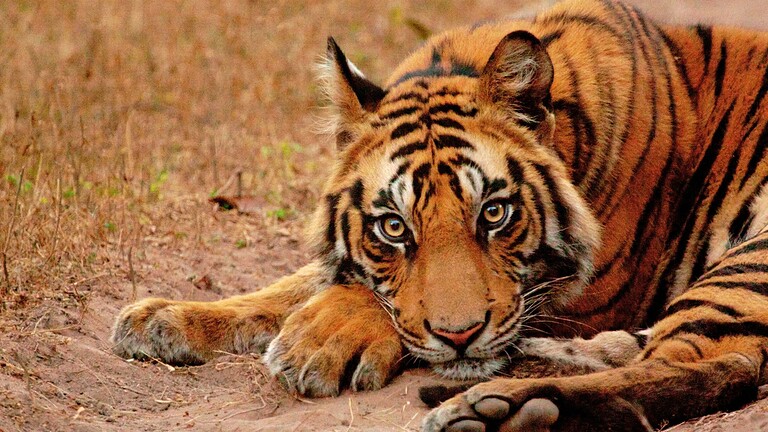 tigre babysitter cuccioli