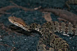 Vipera himalayana, scoperte 5 specie: 3 sono nuove per la scienza