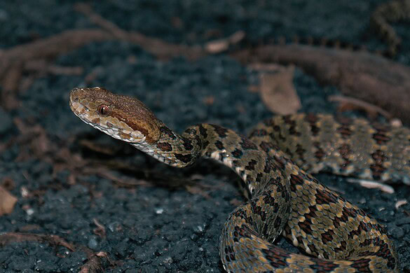Vipera himalayana, scoperte 5 specie: 3 sono nuove per la scienza