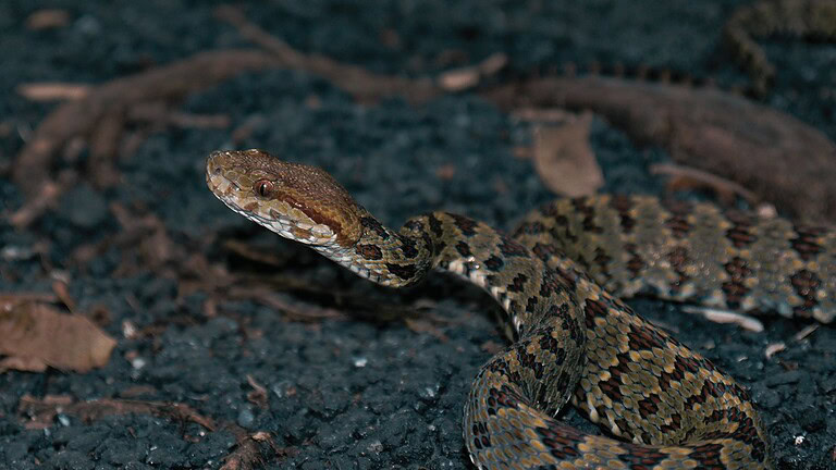 vipera himalayana