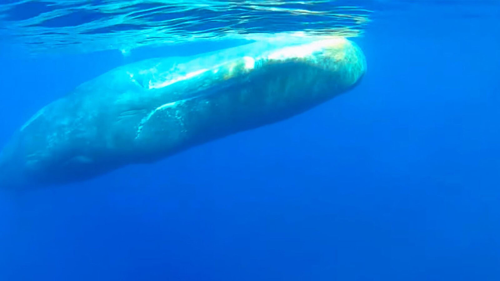 capodogli del Mediterraneo