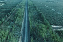 Grande Muraglia Verde: la Cina pianta 100 miliardi di alberi contro i deserti