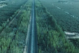 Grande Muraglia Verde: la Cina pianta 100 miliardi di alberi contro i deserti