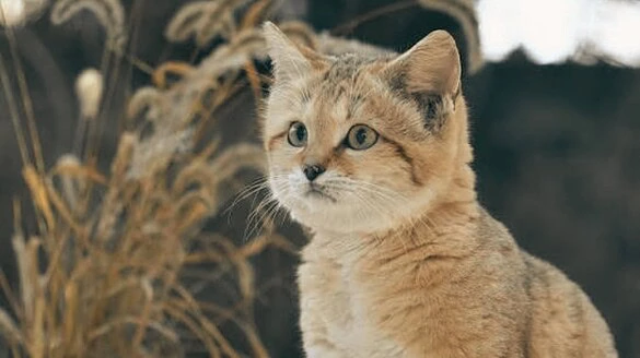Gatti delle sabbie scoperti in Libia grazie a un video su YouTube