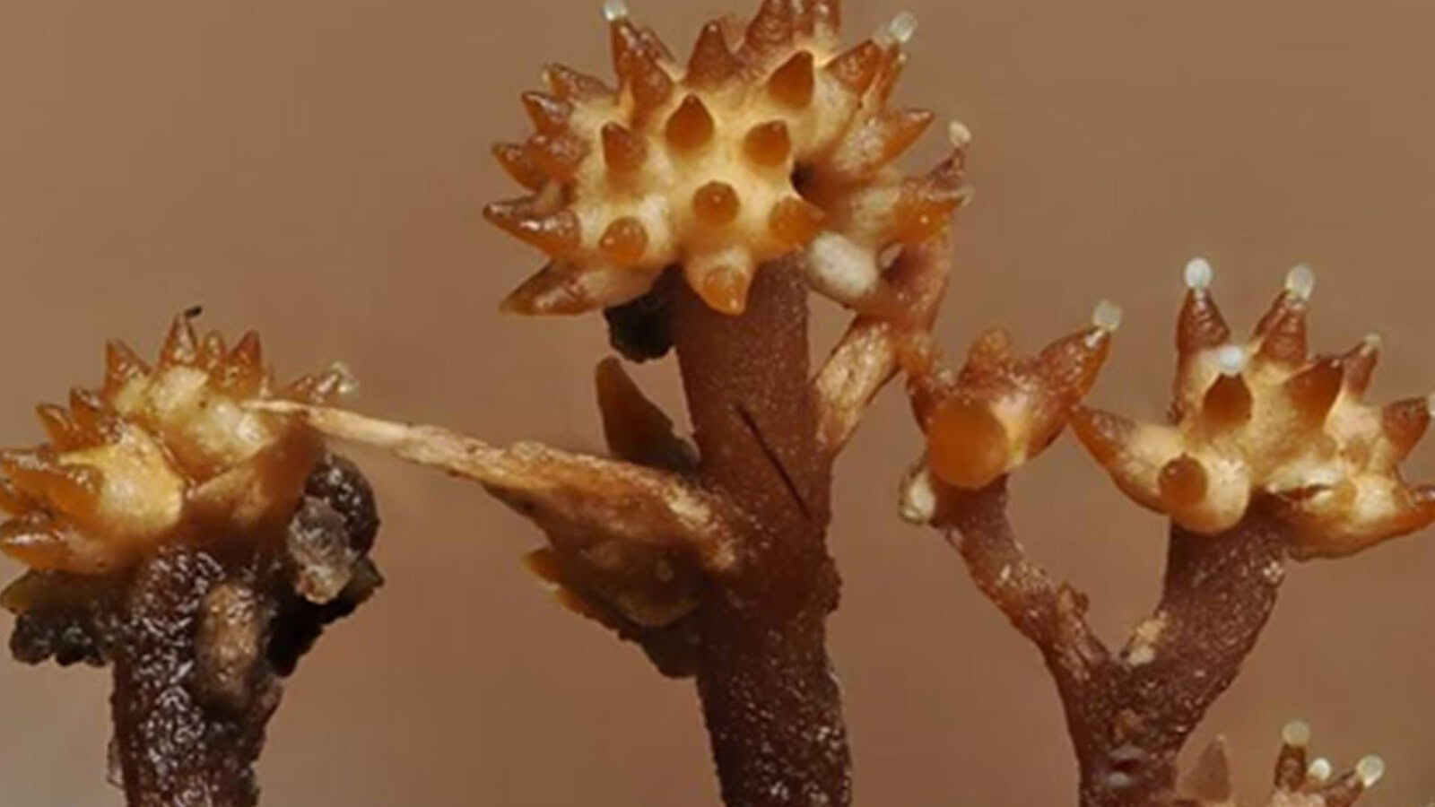 Borneo, scoperto un fungo iperparassita mai visto prima con strane corna