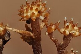 Borneo, scoperto un fungo iperparassita mai visto prima con strane corna