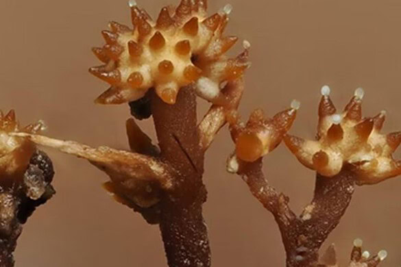 Borneo, scoperto un fungo iperparassita mai visto prima con strane corna