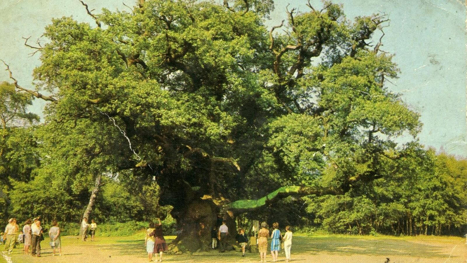 Quercia di Robin Hood, è addio: morto lo storico albero di Sherwood