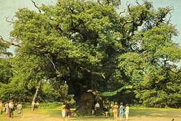 Quercia di Robin Hood, è addio: morto lo storico albero di Sherwood