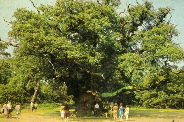 Quercia di Robin Hood, è addio: morto lo storico albero di Sherwood