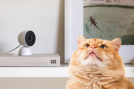 Google Home riconosce cani e gatti con Gemini: come funziona Pet Memory