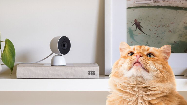 Google Home riconosce cani e gatti con Gemini: come funziona Pet Memory