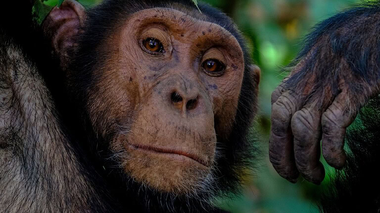 Camminata sulle nocche: il polso umano svela il nostro passato