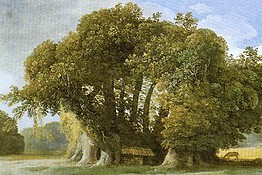 Castagno dei Cento Cavalli: l’albero più antico d’Europa è in Italia