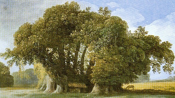 Castagno dei Cento Cavalli: l’albero più antico d’Europa è in Italia