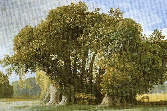 Castagno dei Cento Cavalli: l’albero più antico d’Europa è in Italia
