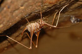 Grilli delle caverne, 3 nuove specie scoperte in Australia grazie al DNA