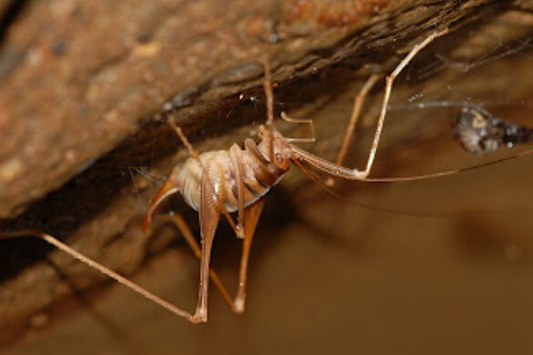 Grilli delle caverne, 3 nuove specie scoperte in Australia grazie al DNA