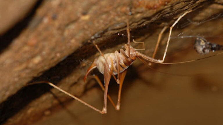 Grilli delle caverne, 3 nuove specie scoperte in Australia grazie al DNA