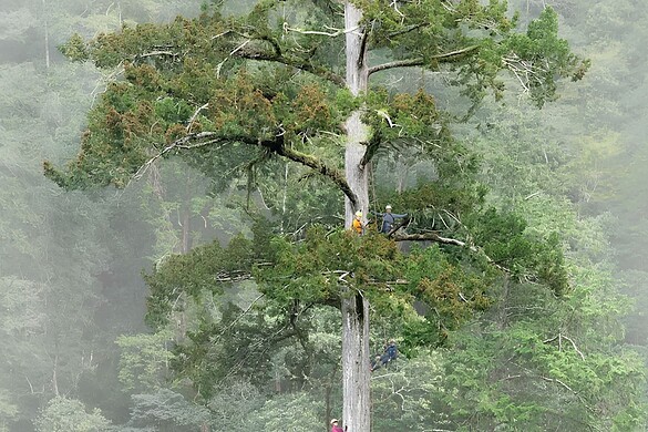 Spada del Cielo, l’albero più alto dell’Asia orientale è a Taiwan