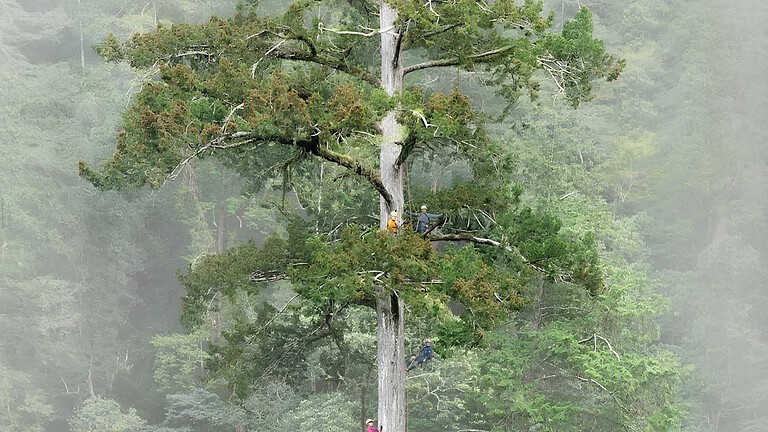 Spada del Cielo, l'albero più alto dell'Asia orientale è a Taiwan