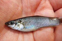 Amazon molly, il pesce di sole femmine che sfida l’evoluzione da 100.000 anni