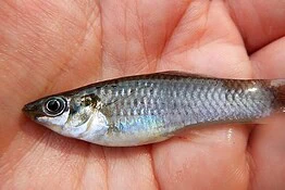 Amazon molly, il pesce di sole femmine che sfida l’evoluzione da 100.000 anni