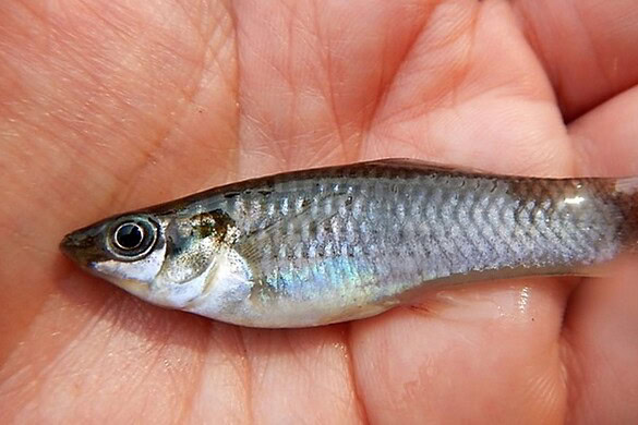 Amazon molly, il pesce di sole femmine che sfida l’evoluzione da 100.000 anni
