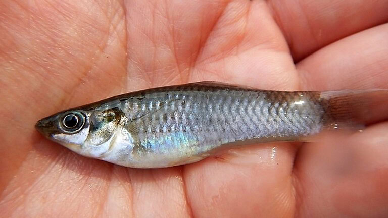 Amazon molly, il pesce di sole femmine che sfida l'evoluzione da 100.000 anni