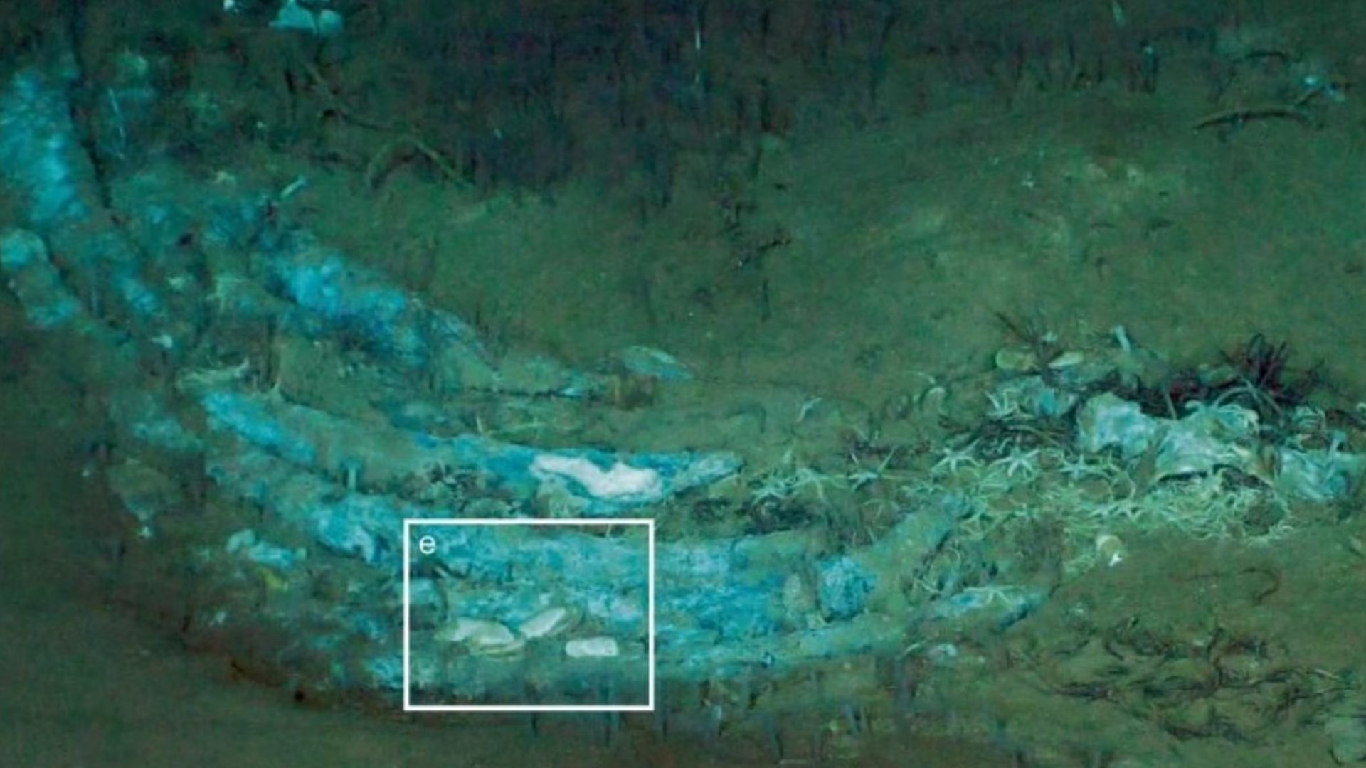 necropoli di balene Trovata la più grande "necropoli di balene" del pianeta a 7.000 metri di profondità