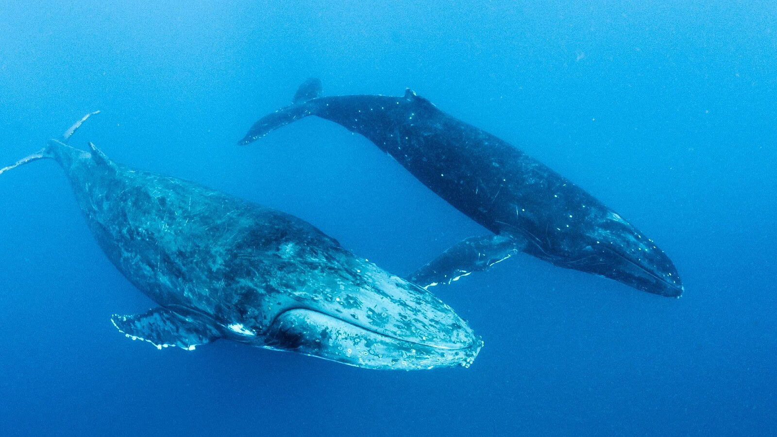 Trovata la più grande “necropoli di balene” del pianeta a 7.000 metri di profondità