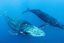Trovata la più grande “necropoli di balene” del pianeta a 7.000 metri di profondità