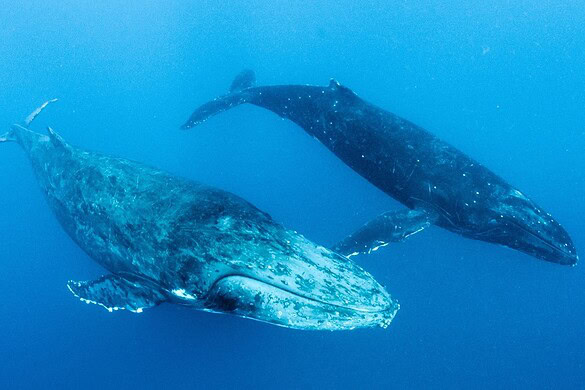 Trovata la più grande “necropoli di balene” del pianeta a 7.000 metri di profondità