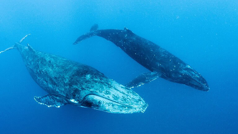 Trovata la più grande "necropoli di balene" del pianeta a 7.000 metri di profondità