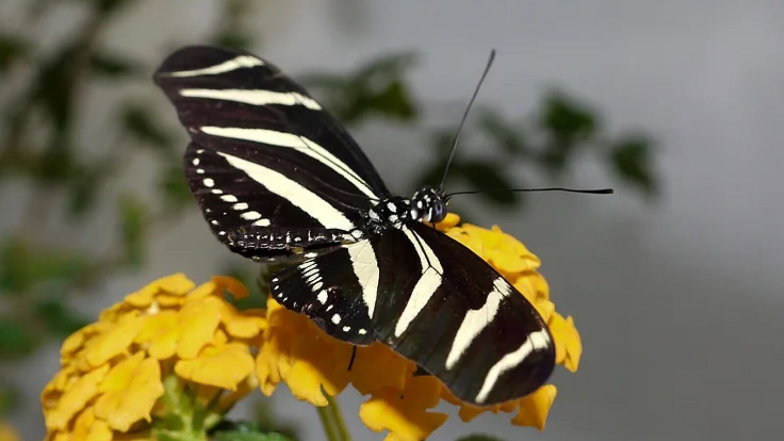 Farfalle Heliconius, la longevità da record è merito del polline