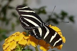 Farfalle Heliconius, la longevità da record è merito del polline