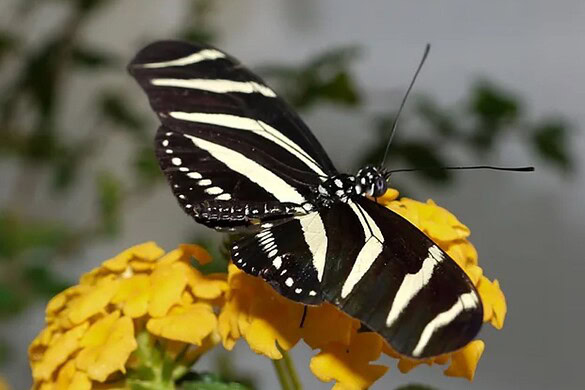 Farfalle Heliconius, la longevità da record è merito del polline