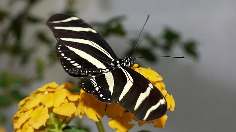Farfalle Heliconius, la longevità da record è merito del polline