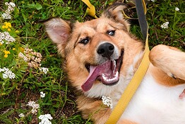 Samsung Galaxy userà l’AI per scoprire le malattie di cani e gatti