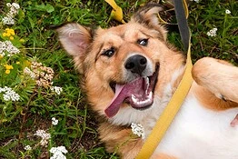 Samsung Galaxy userà l’AI per scoprire le malattie di cani e gatti