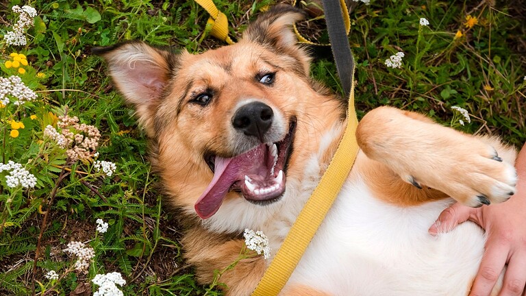 Samsung Galaxy userà l'AI per scoprire le malattie di cani e gatti