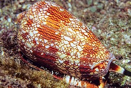 La lumaca più letale al mondo nasconde un veleno che può curarci
